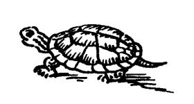 Turtle, sketch by Hope Sawyer Buyukmihci, Refuge co-founder and artist