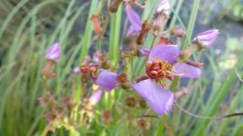 Virginia meadow beauty, Unexpected Wildlife Refuge photo