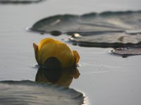 Water lily in main pond, Unexpected Wildlife Refuge photo