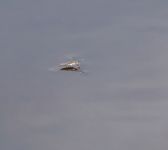 Water strider on Miller Pond, Unexpected Wildlife Refuge photo