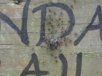 Wheel bug nest and nymphs, Unexpected Wildlife Refuge photo