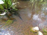 Whirligig beetles in Miller Pond, Unexpected Wildlife Refuge photo