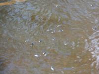 Whirligig beetles in Miller Pond, Unexpected Wildlife Refuge photo