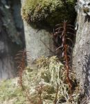 White cedar seedling, Unexpected Wildlife Refuge photo