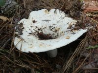 White chanterelle, Unexpected Wildlife Refuge photo