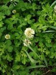 White clover, Unexpected Wildlife Refuge photo