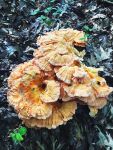 White-pored chicken of the woods mushroom, Unexpected Wildlife Refuge photo
