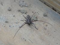 White-spotted sawyer beetle, Unexpected Wildlife Refuge photo