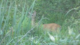 White-tailed deer at Refuge, Unexpected Wildlife Refuge photo