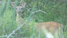 White-tailed deer at Miller Pond, Unexpected Wildlife Refuge photo
