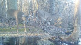 White-tailed deer, Unexpected Wildlife Refuge trail camera photo