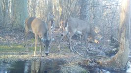White-tailed deer, Unexpected Wildlife Refuge trail camera photo