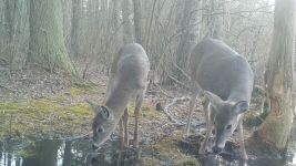 White-tailed deer, Unexpected Wildlife Refuge trail camera photo