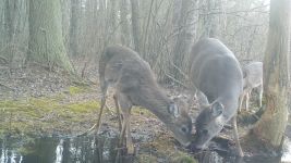 White-tailed deer, Unexpected Wildlife Refuge trail camera photo