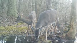 White-tailed deer, Unexpected Wildlife Refuge trail camera photo
