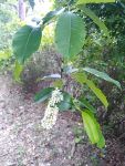 Wild black cherry, Unexpected Wildlife Refuge photo