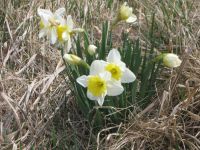 Wild daffodils, photo by Dave Sauder