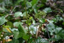 Wild sarsaparilla, photo by Sage Russell