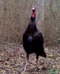 Female wild turkey, Unexpected Wildlife Refuge photo
