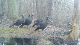 Wild turkeys, Unexpected Wildlife Refuge trail camera photo