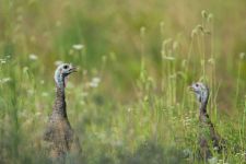 Juvenile wild turkeys field off boundary trail, photo by Jeremy Amsterdam