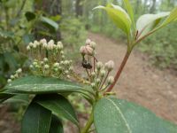 Winter firefly on mountain laurel, Unexpected Wildlife Refuge photo