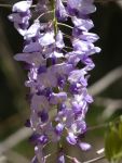 Wisteria, Unexpected Wildlife Refuge photo