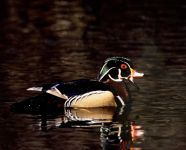 Wood duck, photo by Bernie Hall