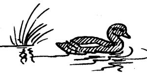 Wood duck, sketch by Hope Sawyer Buyukmihci, Refuge co-founder and artist