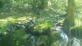 Wood duck family near Wild Goose Blind, Unexpected Wildlife Refuge trail camera photo