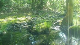 Wood duck family near Wild Goose Blind, Unexpected Wildlife Refuge trail camera photo