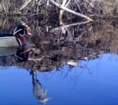 Wood duck and great blue heron, Unexpected Wildlife Refuge trail camera photo