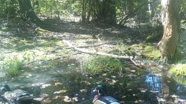 Male and female wood ducks, trail camera photo