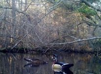 Wood ducks, Unexpected Wildlife Refuge photo