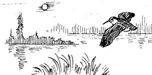 Woodcock drawing by Hope Sawyer Buyukmihci, Refuge co-founder