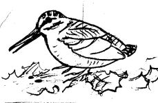 Woodcock, sketch by Hope Sawyer Buyukmihci, Refuge co-founder and artist