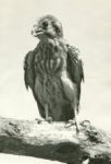 Young kestrel, courtesy Al Francesconi
