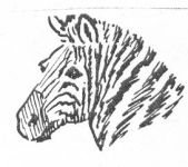 Zebra sketch, by Hope Sawyer Buyukmihci, Refuge co-founder