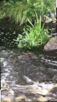 Parent and child beavers in Miller Pond spillway
